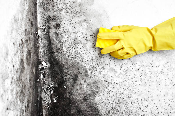 Best Office Mold Removal Services  in Poquott, NY