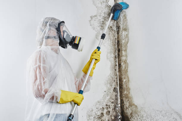 Best Local Mold Removal Service  in Poquott, NY