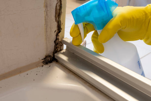 Attic Mold Removal in Poquott, NY