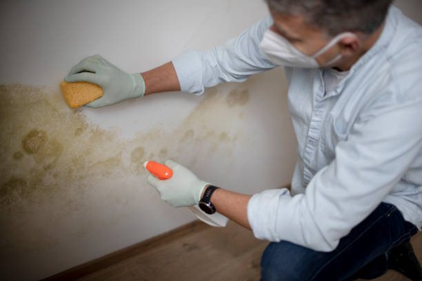 Best Commercial Mold Removal  in Poquott, NY