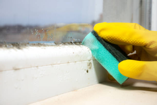 Mold Removal and Inspection in Poquott, NY