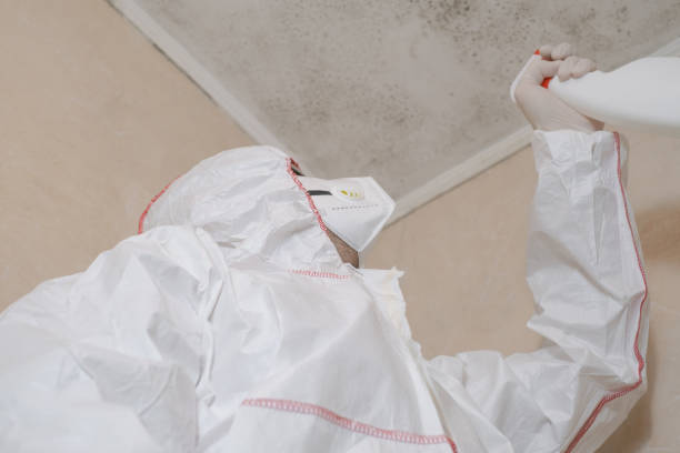 Best Mold Damage Repair  in Poquott, NY