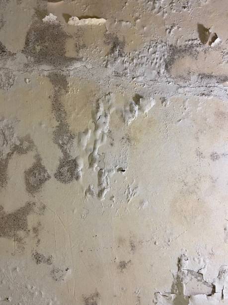 Best Mold Cleaning Services  in Poquott, NY