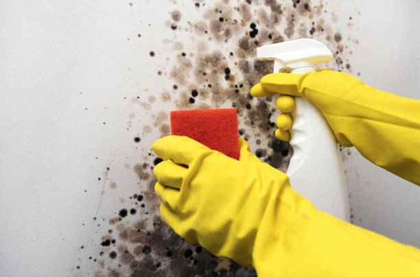 Best Fast Mold Removal  in Poquott, NY