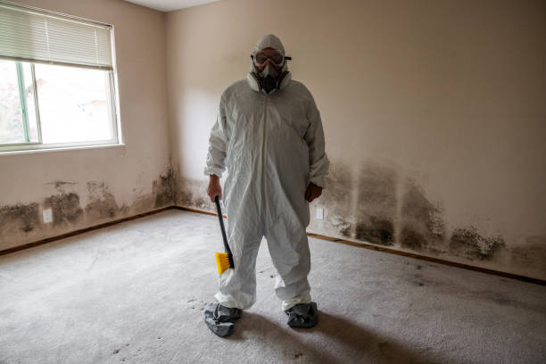 Best Mold Remediation  in Poquott, NY
