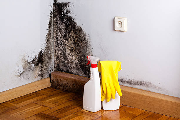 Best Mold Testing  in Poquott, NY
