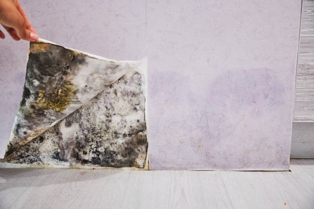 Best Mold Removal and Inspection  in Poquott, NY